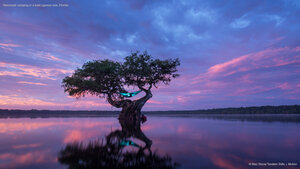 Hammock camping in a bald cypress tree, Florida