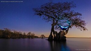 Hammock camping in an old growth cypress tree, Florida