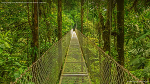 Hanging bridge in the Monteverde Cloud Forest Reserve, Costa Rica