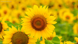 Sunflowers in a field in summer