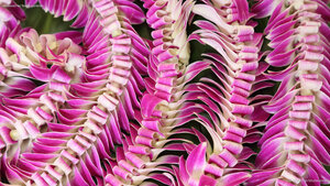 Hawaiian lei flower garlands