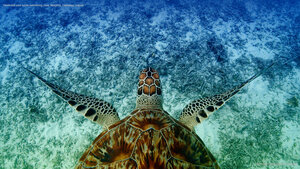 Hawksbill sea turtle swimming near Akajima, Okinawa, Japan