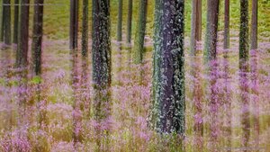 Heather growing in Cairngorms National Park, Scotland