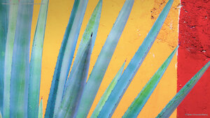 Henequen agave, Yucatán Peninsula, Mexico