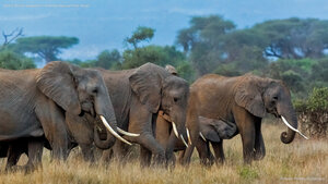 Herd of African elephants in Amboseli National Park, Kenya