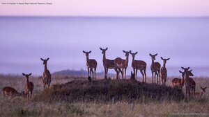 Herd of impalas in Masai Mara National Reserve, Kenya