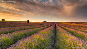 Lavender field, Hertfordshire, England