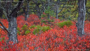 Highbush blueberry plants in Acadia National Park, Maine