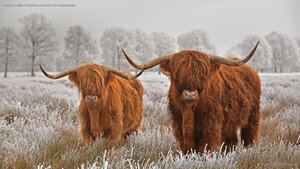 Highland cattle in Drenthe province in the Netherlands