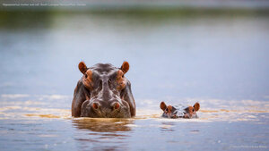 Hippopotamus mother and calf, South Luangwa National Park, Zambia