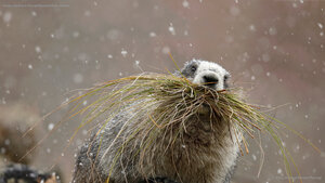 Hoary marmot in Denali National Park, Alaska