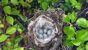 Hoary redpoll nest in Lapland, Finland