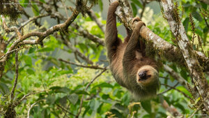 A Hoffmann's two-toed sloth in Ecuador
