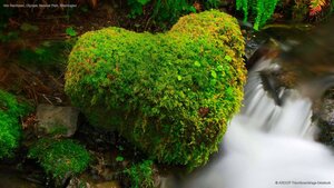 Hoh Rainforest, Olympic National Park, Washington