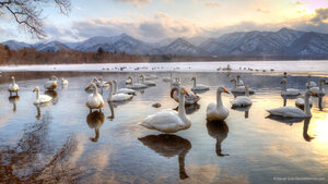Whooper swans in Lake Kussharo, Japan
