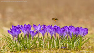 Honey bee flying over crocuses in the Tatra Mountains, Poland