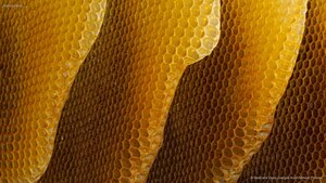 Honeycombs
