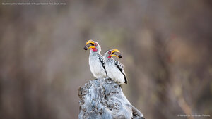 Southern yellow-billed hornbills in Kruger National Park, South Africa