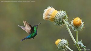 Green-crowned brilliant hummingbird with giant thistle, Cerro de la Muerte, Costa Rica
