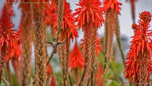 Hummingbird near blooming aloe plants in Laguna Beach, California