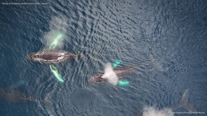 Family of humpback whales, Dutch Harbor, Alaska
