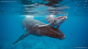 Humpback whale mother and calf, Tonga