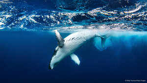 Humpback whale