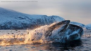 Humpback whale feeding on herring off the coast of Kvaløya, an island in Northern Norway