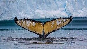 Humpback whale in Cierva Cove, Antarctica
