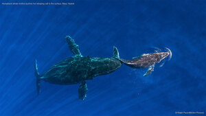 Humpback whale mother pushes her sleeping calf to the surface, Maui, Hawaii