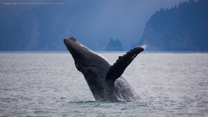 Humpback whale off the shore of Kenai Fjords National Park, Alaska
