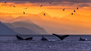 Humpback whale pod in Lynn Canal, in the Inside Passage of Alaska