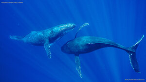 Humpback whales, Maui, Hawaii