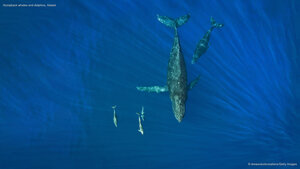 Humpback whales and dolphins, Hawaii