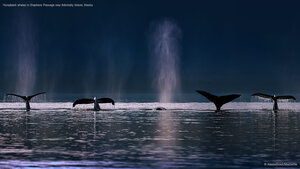 Humpback whales in Stephens Passage near Admiralty Island, Alaska