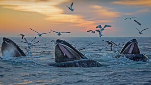 Humpback whales off the coast of Massachusetts
