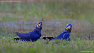 Hyacinth macaws in the Pantanal region of Brazil