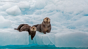 Sea otters, Prince William Sound, Alaska