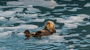 Sea otter, Prince William Sound, Alaska