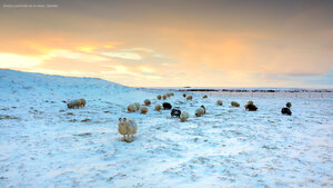 Ovejas pastando en la nieve, Islandia