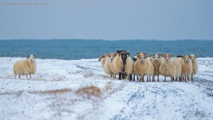 Icelandic sheep for the first night of the Yule Lads