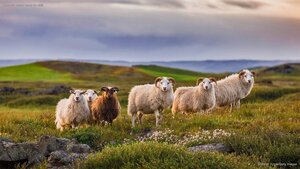 Icelandic sheep ready for réttir