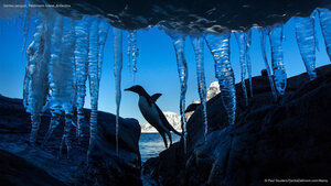Gentoo penguin, Petermann Island, Antarctica