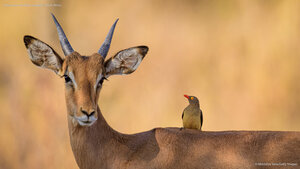 Impala and red-billed oxpecker, South Africa