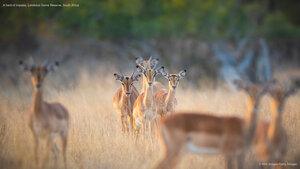 A herd of impalas, Londolozi Game Reserve, South Africa