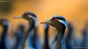 Demoiselle cranes, India