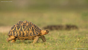 Indian star tortoise, Sri Lanka