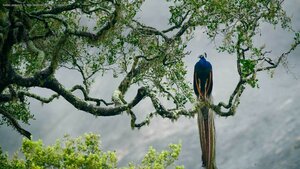 Indian peacock in Yala National Park, Sri Lanka