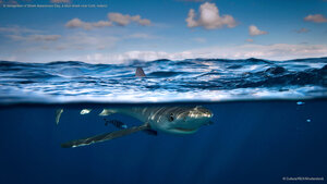 In recognition of Shark Awareness Day, a blue shark near Cork, Ireland