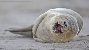 It’s our birthday too, yeah! Harbor seal pup lying on the beach, Heligoland, Germany